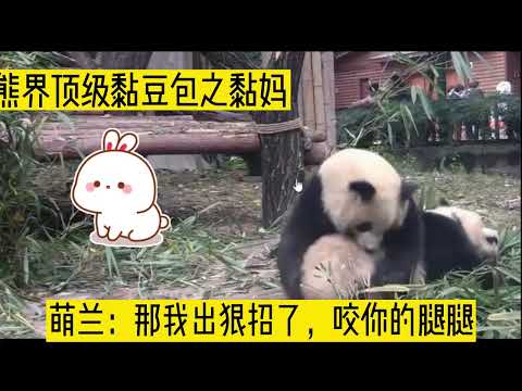顶级黏豆包萌兰的小故事 #萌兰#萌兰么么儿#萌兰西直门三太子#萌兰真的认真营业了#黏豆包呀#萌兰与庆小#萌兰发箍奶爸