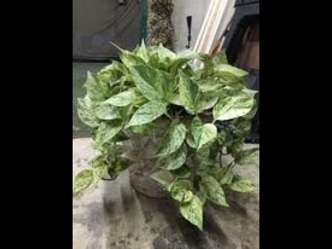 Video: Growing Pothos Outdoors: Tips for Planting Pothos in The Garden