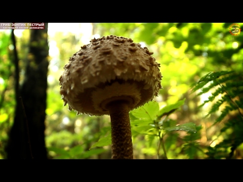 Гриб-зонтик пестрый - лесной деликатес, grib.tv