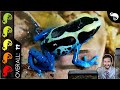 Poison Dart Frog, The Best Pet Amphibian?