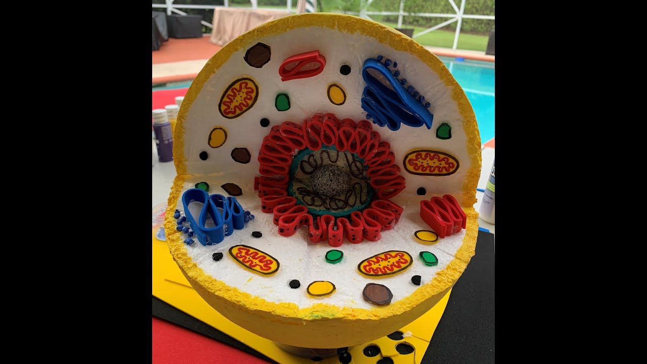How to make a 3D Animal Cell Model - Eukaryotic - YouTube