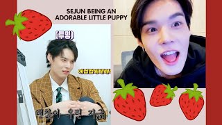 Sejun being an adorable little puppy for 5 minutes straight