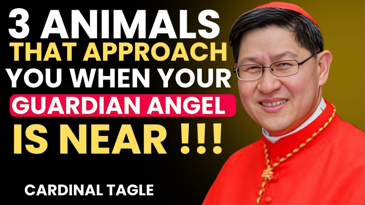 ⚔️ "When Your Guardian Angel PROTECT Through Animals" — Cardinal Luis  Tagle's Powerful Teaching! 🛡️