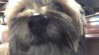 Ill Get You Next Time, Gadget Ft. Kaylie The Dog