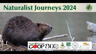 Dam It: Partnering with Beavers to Heal the Planet with Ben Goldfarb - Naturalist Journeys 2024