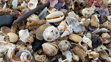 MICRO SEASHELL PILE FULL OF RARE CARRIER SEASHELLS! I FOUND SO MANY SEASHELLS TODAY AT THE BEACH!