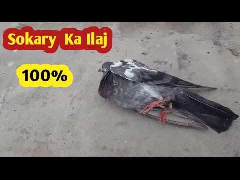 Sokary Ka Ilaj