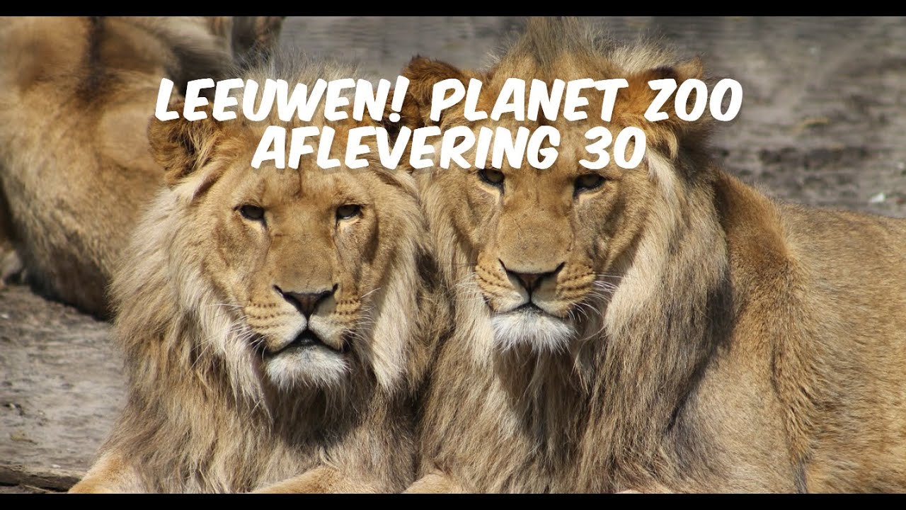 leeuwen! planet zoo aflevering 30 - YouTube
