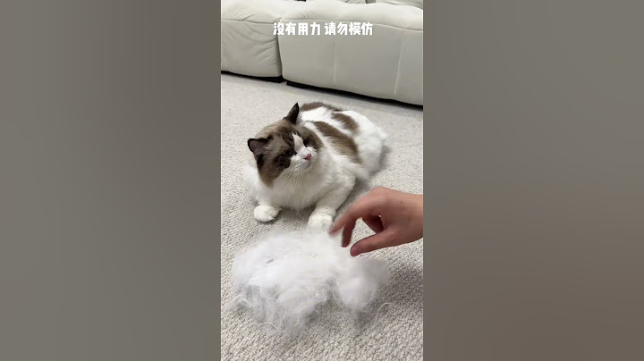 【牛奶是只猫】最后它们都很喜欢呢…不过显眼包的又是最小哈哈哈