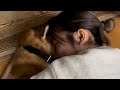 柴犬福 姉に絡まれてる時の柴犬🤣Sister and Dog👩🐕🤣