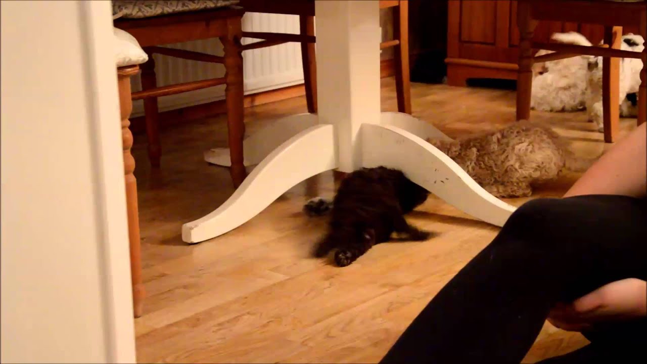 Tittut-lek under bordet