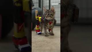 Upgraded wheels for rescue kitten