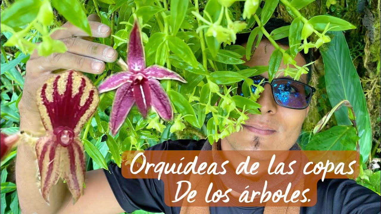 DOCUMENTANDO orquídeas de las COPAS DE LOS ARBOLES
