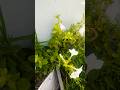 #terecegardenindia #nature#naturelovers #plantsofindia #