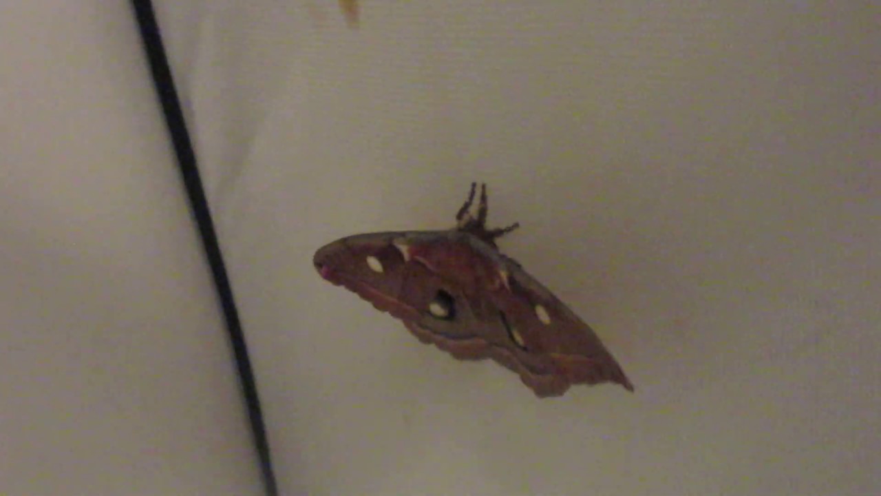 NEW MOTH -The polyphemus moth- (Antherea  Polyphemus)