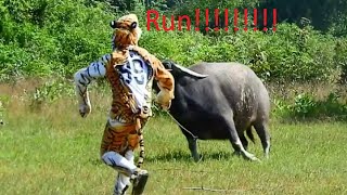 Fake Tiger amazing prank group Cow & buffalo so funny run!!!!!