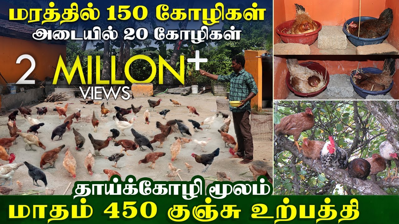 நாட்டுக்கோழி வளர்ப்பில் மரமே போதும்- சாதித்த பண்ணையாளரின் அனுபவ பதிவு