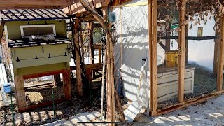 Opening Up The Chicken Run More For Spring 1st Week Of April ~ part 2 ~With Twin Cities Adventures !
