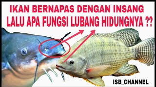 FUNGSI LUBANG HIDUNG PADA IKAN