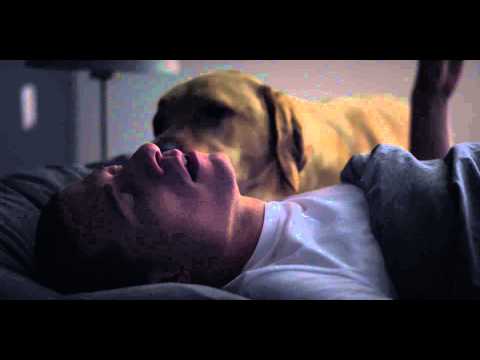 Buddyhond | commercial 2014 KNGF Geleidehonden