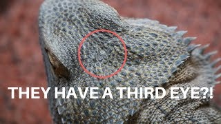 BEARDED DRAGON FUN FACTS!! (i bet you didn't know this)