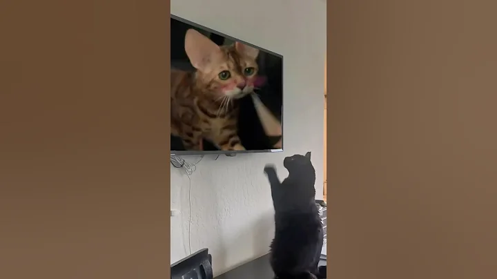 Video 7207531: bengalcat cutecat, bengal cat