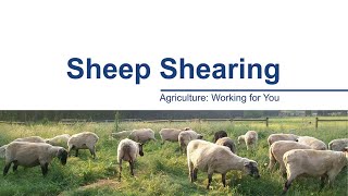 Agriculture Working for You: Sheep Shearing