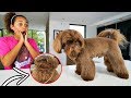 CUTE PUPPY MAKEOVER TRANSFORMATION!!