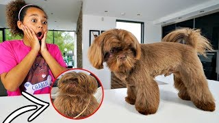 CUTE PUPPY MAKEOVER TRANSFORMATION!!