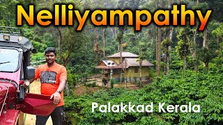 Nelliyampathy Tourist Places I நெல்லியம்பதி சுற்றுலா I Palakkad I Kerala I VillageDatabase