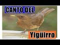 💥Canto de Yigüirro MULTIPLES SONIDOS!!!