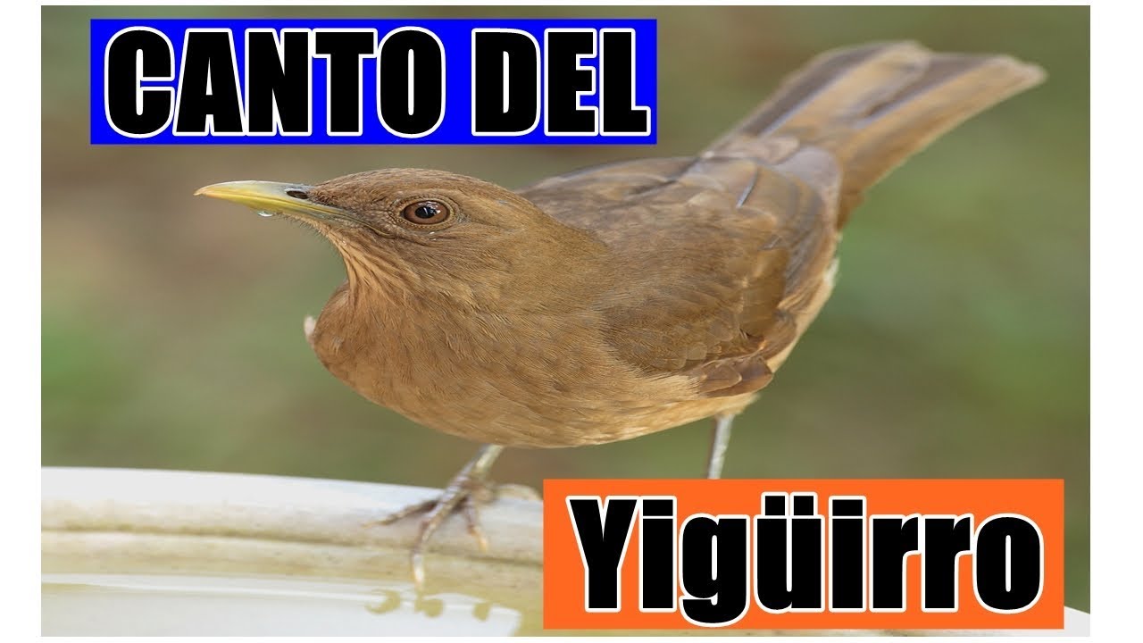 💥Canto de Yigüirro MULTIPLES SONIDOS!!! - YouTube