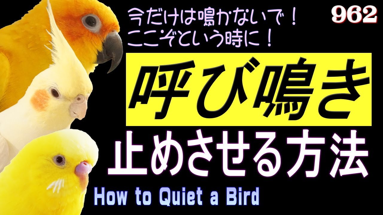 小鳥 インコの鳴き声 うるさい呼び鳴き対策 しつけ 騒音問題解決法 セキセイインコ オカメインコ コガネメキシコインコ How To Quiet A Bird Pet Bird 962 Youtube