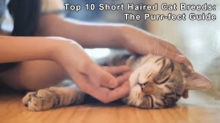 Top 10 Short Haired Cat Breeds: The Purr-fect Guide