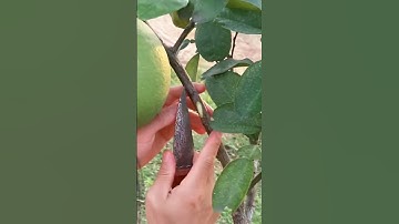 Ghép bưởi bonsai