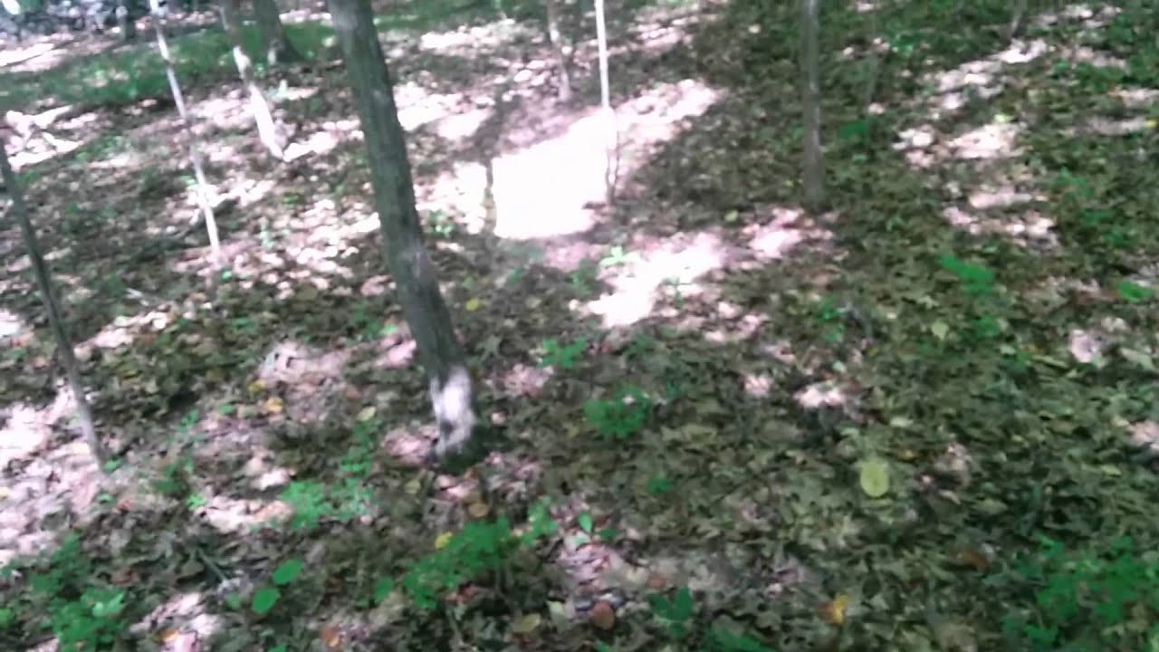 2015 Connecticut Deer Hunting YouTube