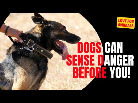 Video: Pet Scoop: Psi se odzivajo na glasove kot ljudje, rešene tri ogrožene živali