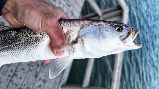 How to Catch Speckled Trout From Any Dock (Easy Rig)