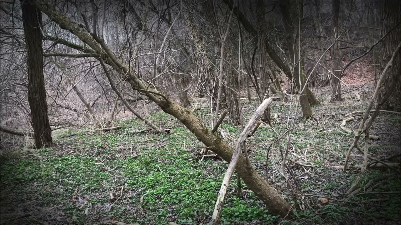 Murder in the Forest (Movie Coming Soon)