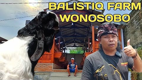DOLAN KE KANDANG BALISTIQ FARM KANG SABAR WONOSOBO JATENG