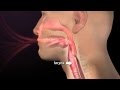 Normal Physiology-Respiration and Swallow