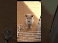 飼い主が起きてくるのを健気に待つ子犬の柴犬#shorts