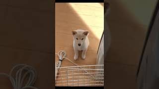 飼い主が起きてくるのを健気に待つ子犬の柴犬＃shorts