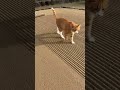 完璧に均した砂が…猫の一直線で終了🐱🐾😂#cat #cute #footprints #shock #japan @chiero_piero