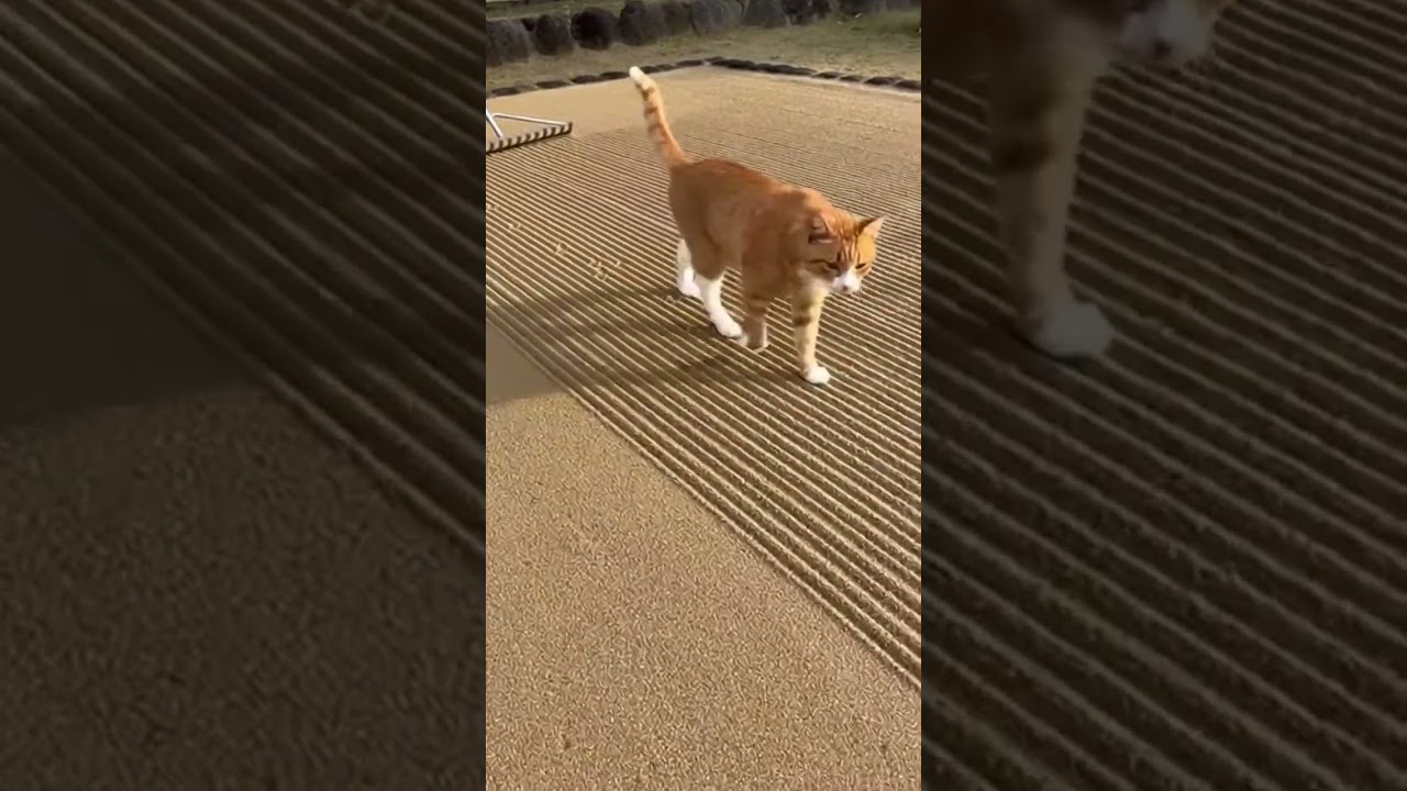 完璧に均した砂が…猫の一直線で終了🐱🐾😂#cat #cute #footprints #shock #japan @chiero_piero