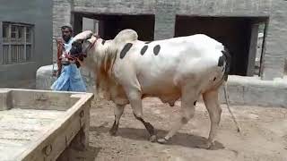 Big And Beautiful Bulls Collection For 2021 Masha'Allah || VIP Bull Only For Cow Lovers || Ep # 16