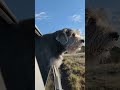 Earthship Build Project: Say good morning to the horses. Donate PO box 1694 Snowflake AZ 85937.