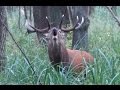 Rykowisko - zwabiony jeleń byk - hirschbrunft - red stag calling