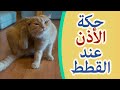 أسباب حك الاذن عند القطط و طريقة حماية القطة 