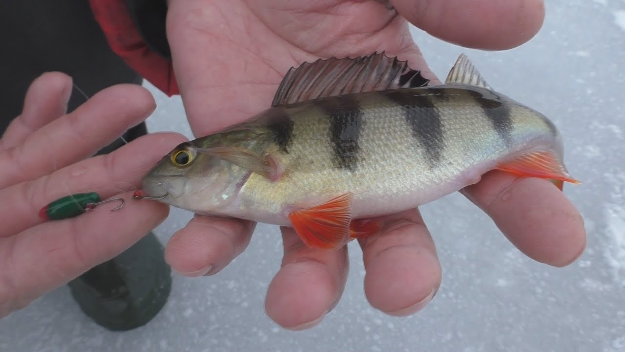 Рыбалка в январе. Начало положено.  My fishing.